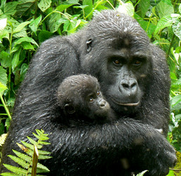 Gorilla Habitat