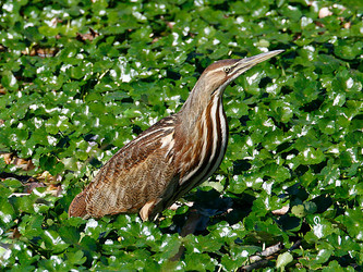 Botaurus Poiciloptilus