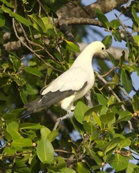 timor imperial pigeon