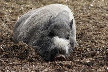 javan warty pig