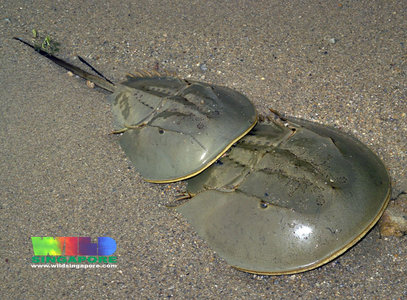 Pacific Horseshoe Crab, Asian