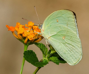 catopsilia florella