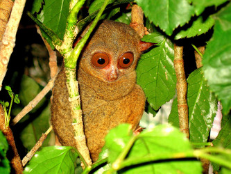 Philippines Tarsier