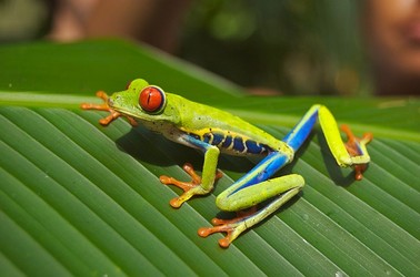 Climbing Tree Frog