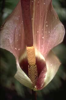 Amorphophallus paeoniifolius