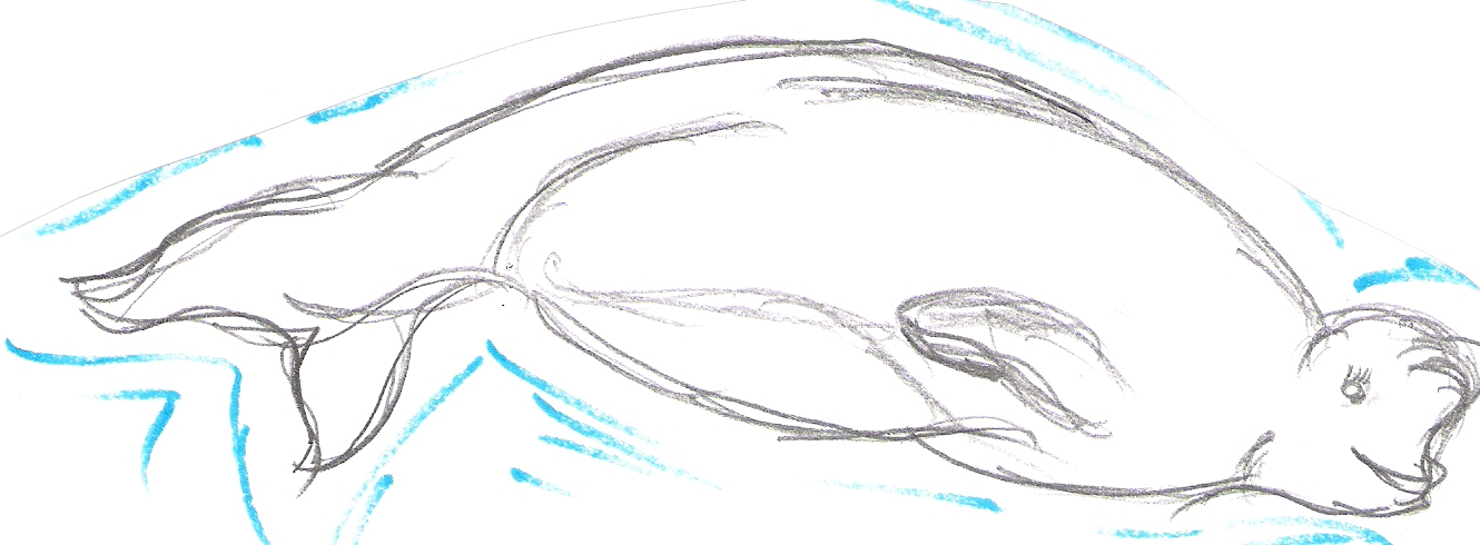beluga whales diagram