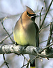 Cedar waxwing