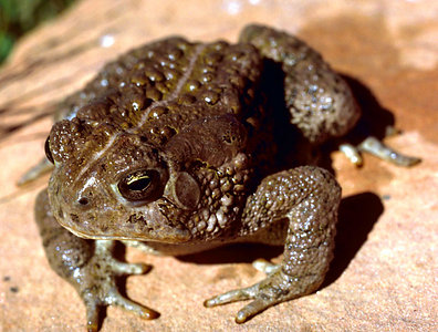 Bufo Woodhousii