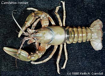 Cambarus Veteranus