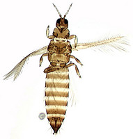 Dandelio thrips