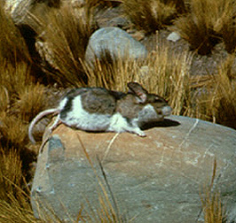 chinchilla mice