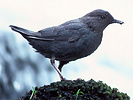 American dipper