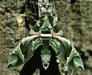 Oleander hawk moth (Daphnis nerii), Tanzania