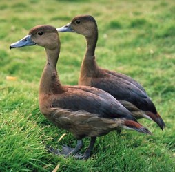 Wandering Whistling Duck