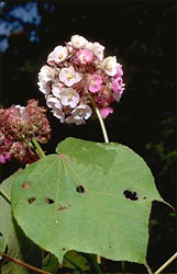 Dombeya