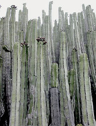 Euphorbia canariensis