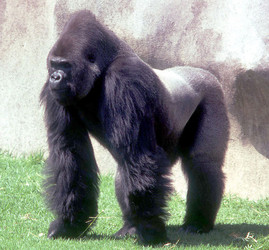 Standing Gorilla