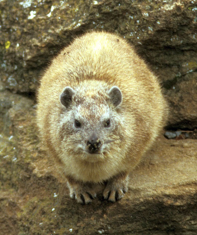 http://tolweb.org/tree/ToLimages/Heterohyrax_brucei1428071.jpg