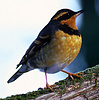 Varied Thrush