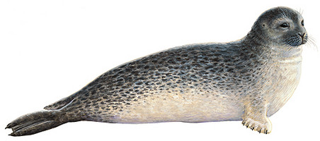 Phoca Vitulina