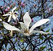 Magnolia kobus borealis