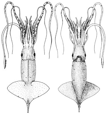 Male Squid