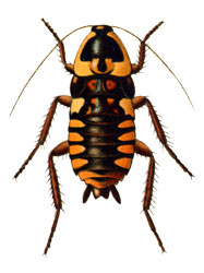 Малоизвестные виды тараканов Neostylopyga_ornata