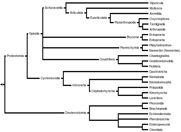 Arthropod Tree