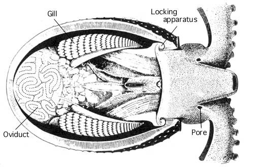 may have Bodyparts human