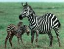 zebras life cycle