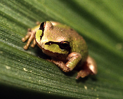 Pseudacris Regilla