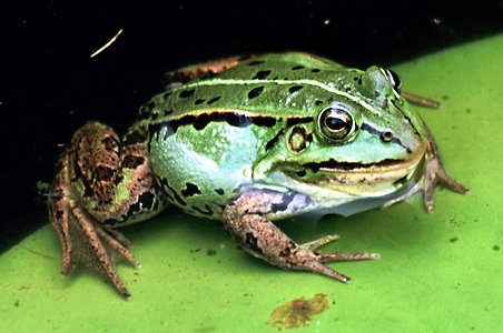 Rana esculenta