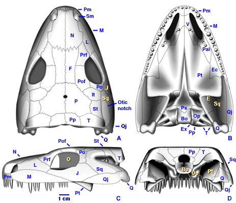 http://tolweb.org/tree/ToLimages/Seymouria.gif