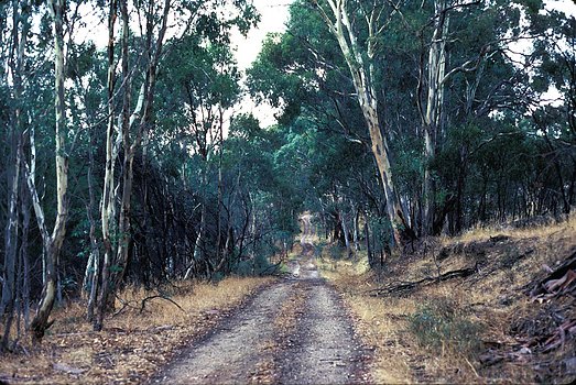 Megalyra fasciipennis habitat