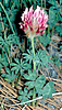Big-headed clover, Trifolium macrocephalum
