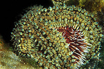 sea star eating a sea urchin