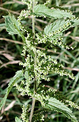 Stinging nettle, Urtica dioica