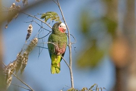 Amazona Leucocephala