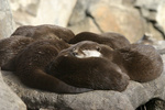 Asian Clawless Otter