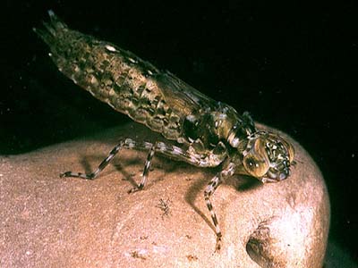 Dragonfly+larvae+identification