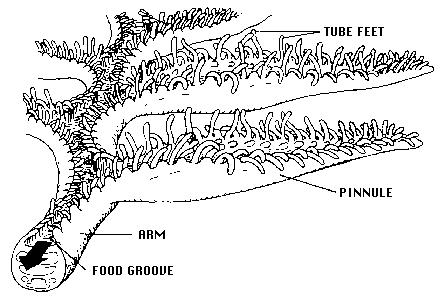 echinodermata crinoidea