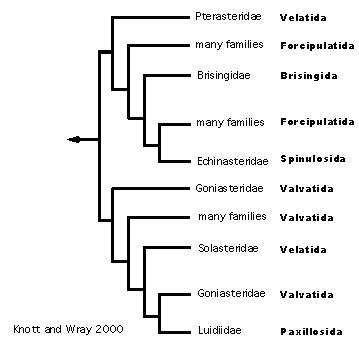 Knott and Wray's 2000 hypothesis of Asteroidea relationships