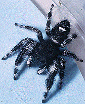 audax phidippus gif