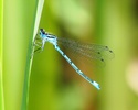 Azure damselfly