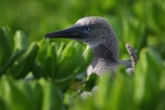 juvenile red footed booby