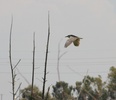 black crowned night heron