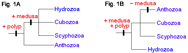 Jellyfish Classification Chart