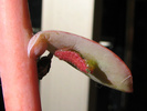 Larva on larval foodplant