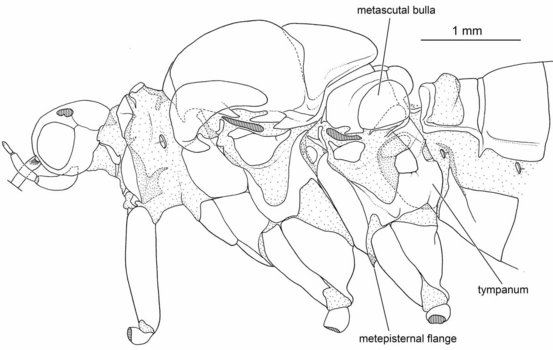 Silk Diagram