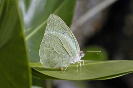 catopsilia florella